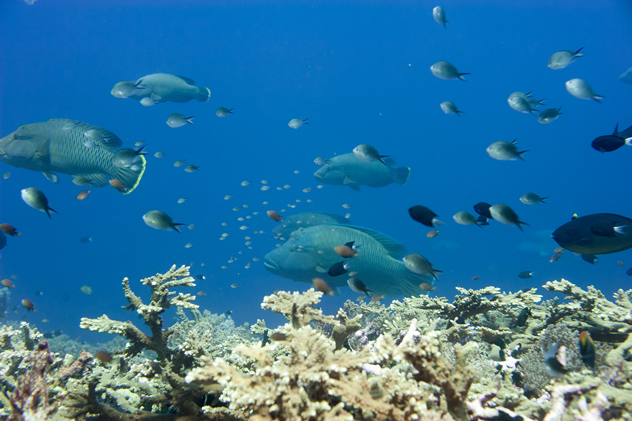 Napoleon wrasse aggregation, Dawera, Moluccas 