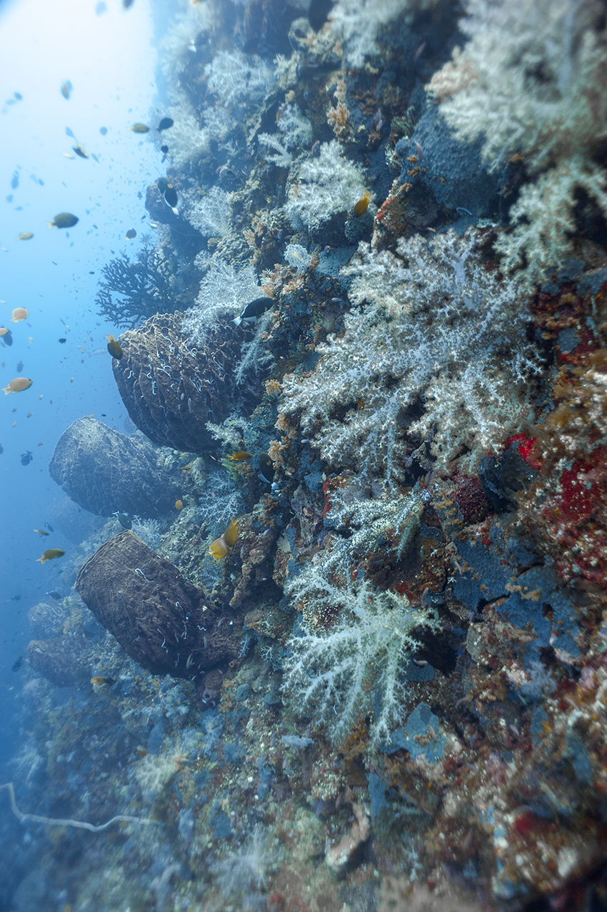 Soft coral wall in Moluccas