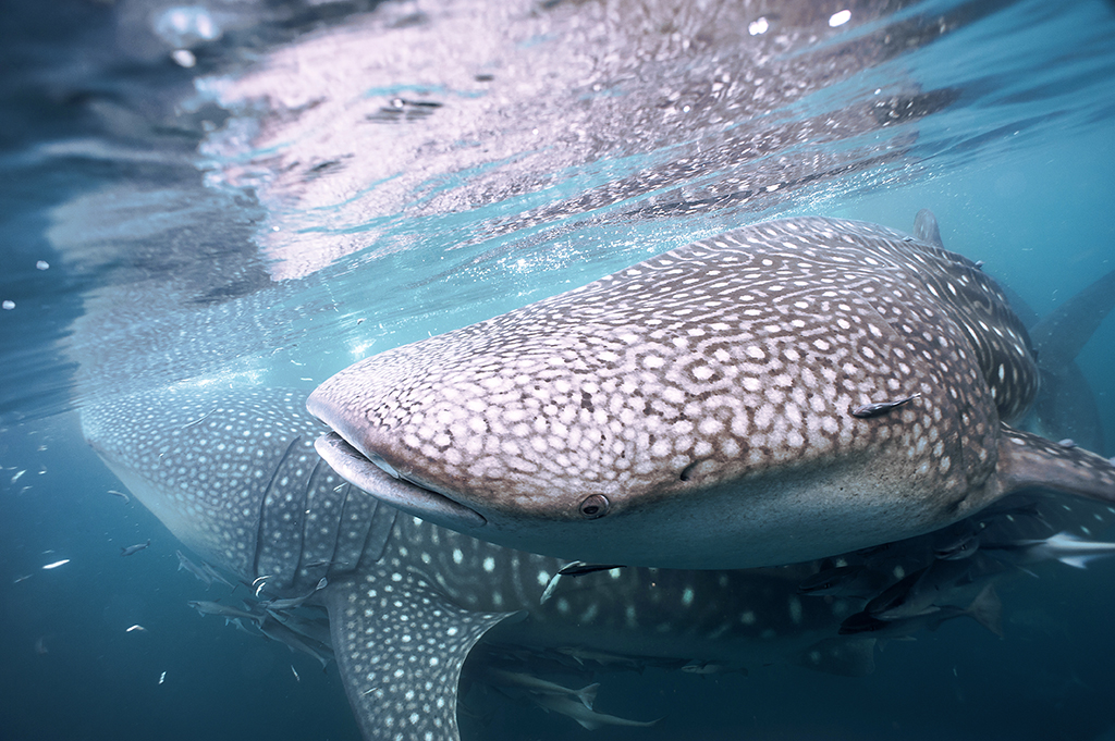  Whale sharks feeding, Papua
