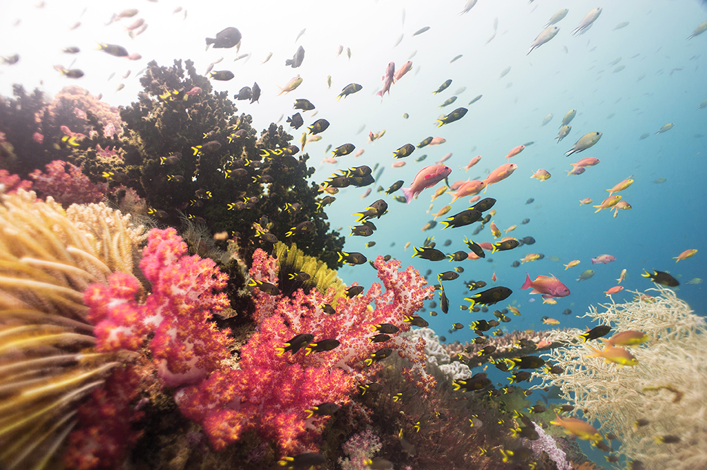 Soft coral and reef fishes in Triton Bay, West Papua