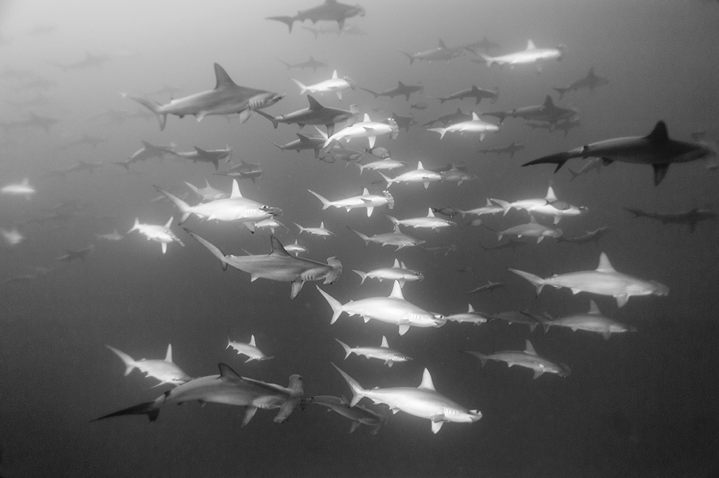 Hammerheads sharks schooling in the Banda sea, Moluccas