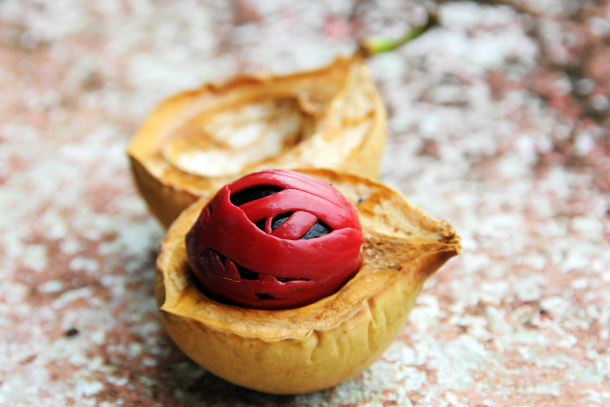 Nutmeg fruit, Banda Neira island, Moluccas